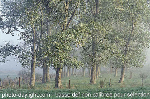 arbres